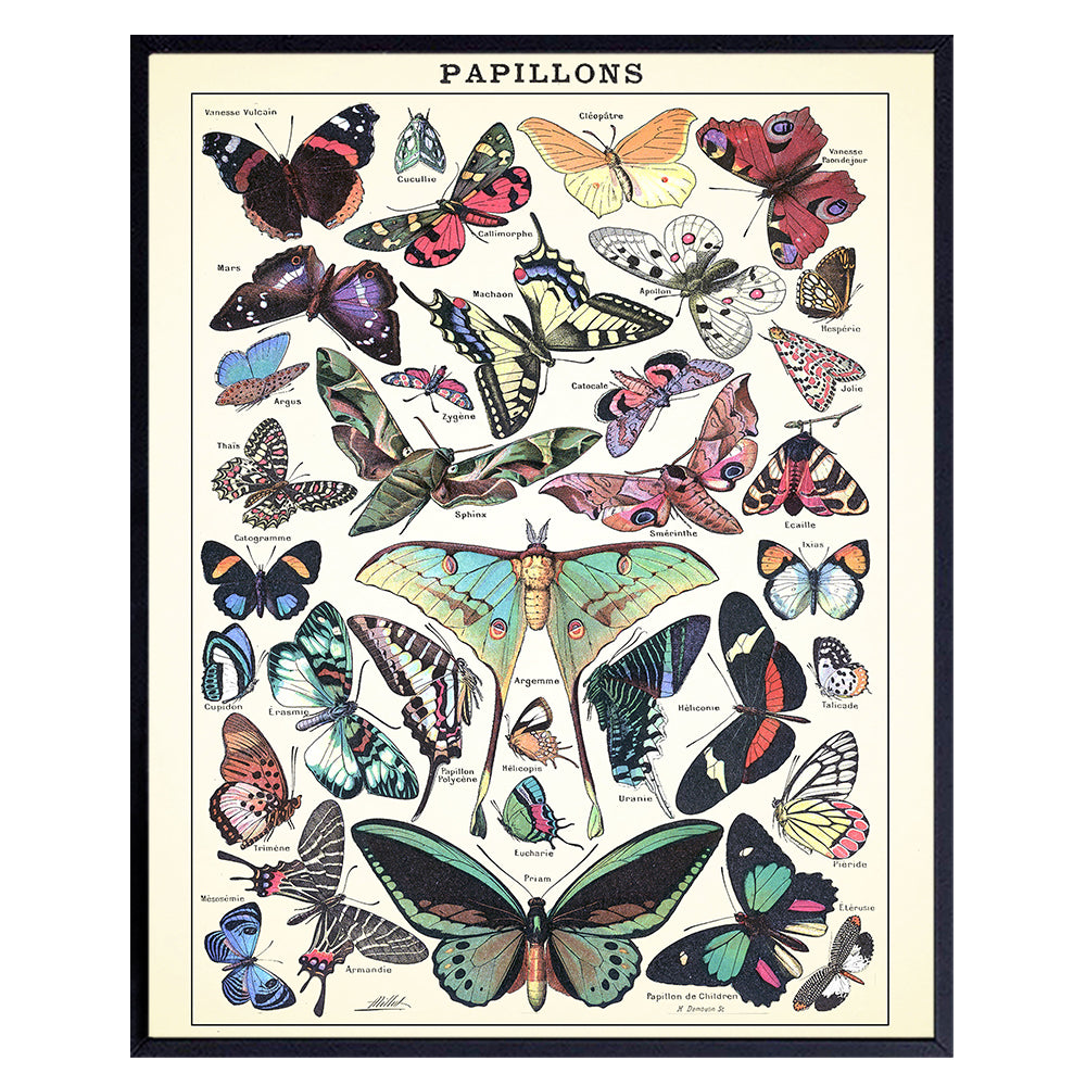 Butterflies Wall Art - Haeckel Botanical Print - 8x10 Rustic Shabby Chic Farmhouse Poster for Bedroom, Living Room, Dining Room, Office, Bathroom Decoration - Gift for Nature Lover - Vintage Decor
