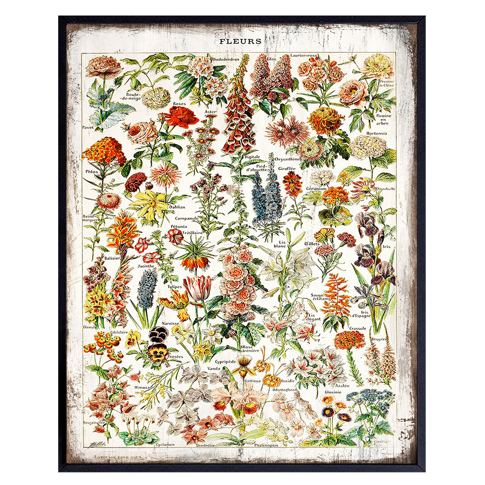 Rustic Botanical Fleurs Flowers Chart - Living Room, Bedroom Home Decor - French Vintage Sign Wall Art - Adolphe Millot Gift -8x10 Boho Country Shabby Chic Farmhouse Style Picture Poster Print