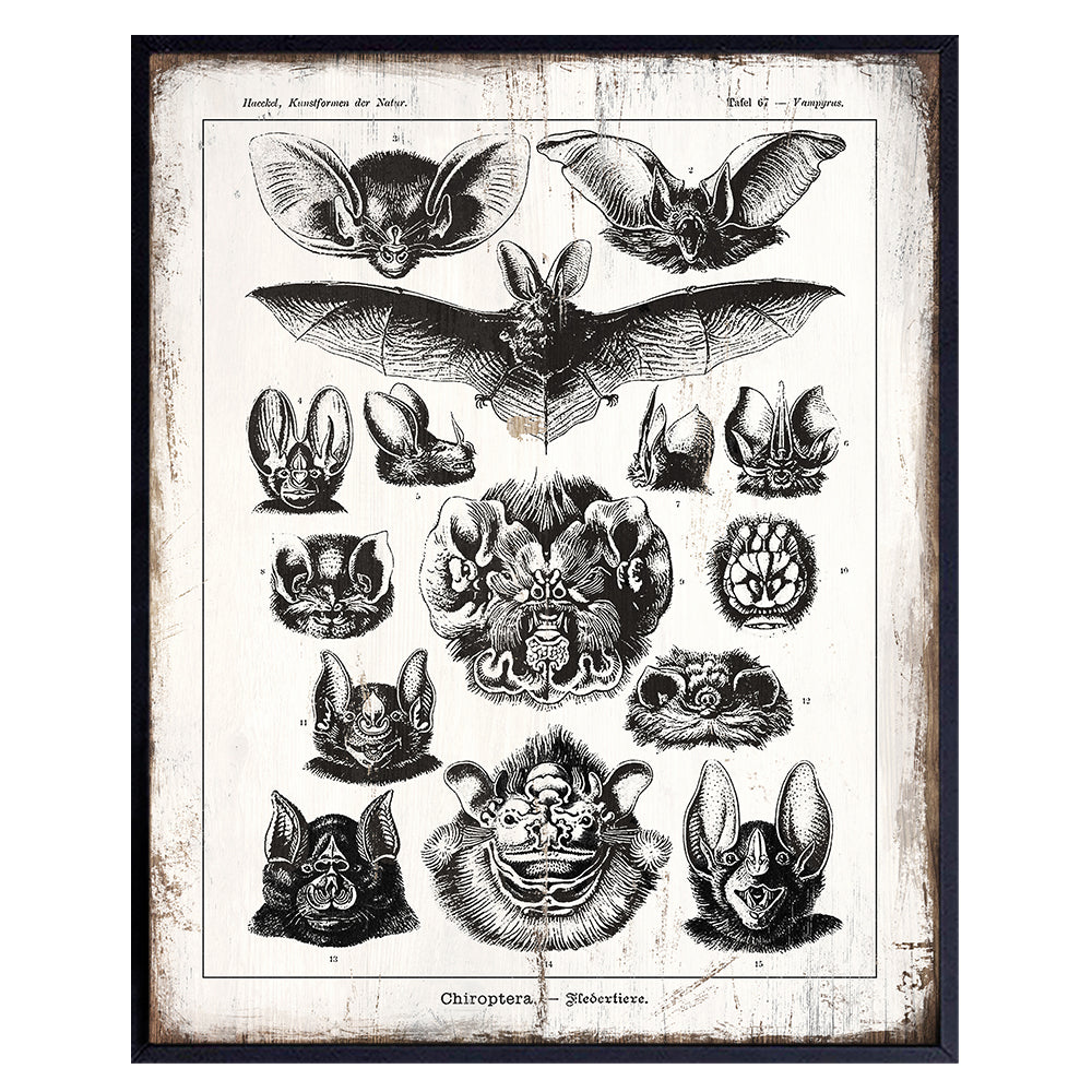 Rustic Bats Wall Art Decor - Retro Antique Style Decoration for Home, Apartment, Office, Living Room, Bedroom - Gift for Steampunk, Goth Gothic Fans - 8x10 Vintage Haeckel Poster Print - UNFRAMED