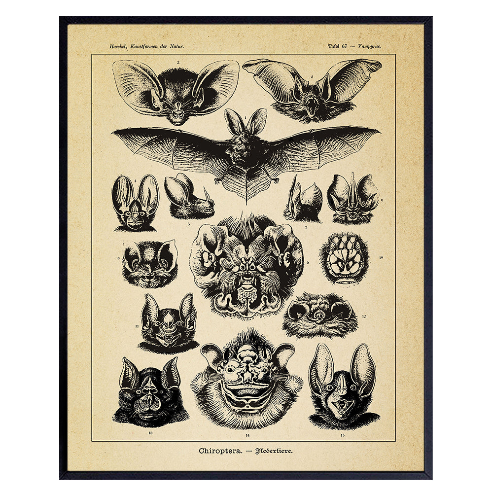 Vintage Haeckel Bats Wall Decor Picture - Retro Antique Style Art Decoration for Home, Apartment, Office, Living Room, Bedroom - Gift for Steampunk, Goth Fans - 8x10 Poster Print