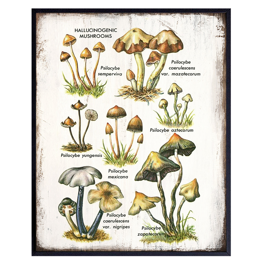 Psychedelic Hallucinogenic Medicinal Magic Mushrooms Botanical Prints Art - Psilocybin Spores Trippy Wall Decor - Pshycadellic Room Decor - Vintage Retro Rustic Sign Plaque Poster for Kitchen, Dorm